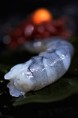 /album/galerie-photo/obsiblue-11-jpg/